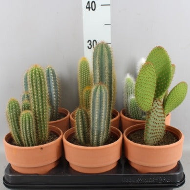 Cactus MIXTE  POT 13
