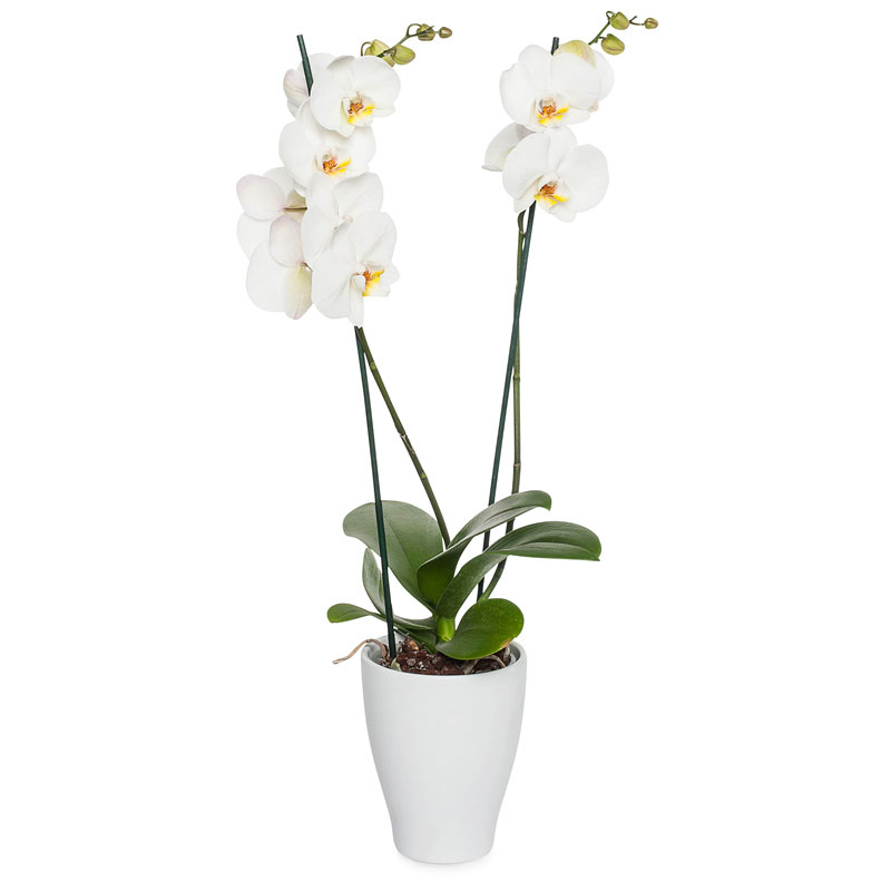 Orchidée Blanche 2 TIGES