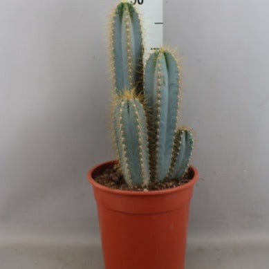 Cactus CANARIAS POT 20