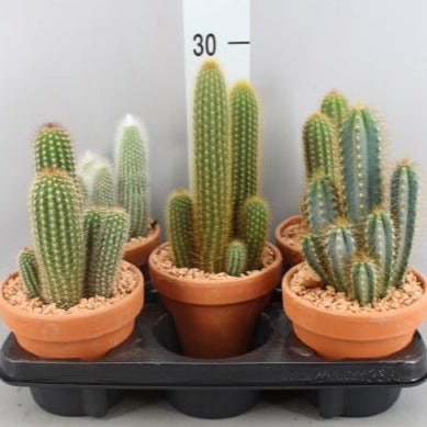 Cactus MIXTES  POT 13